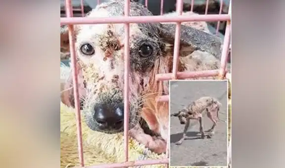 Adopta a perro callejero con sarna, lo cura y ahora luce diferente