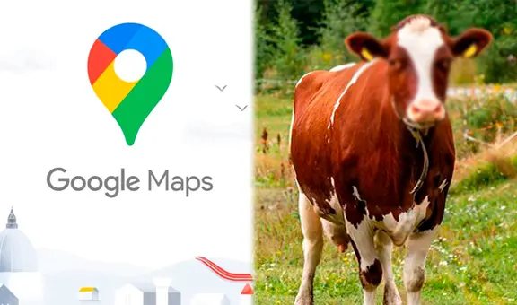¿Por qué razón Google Maps censura el rostro de las vacas?