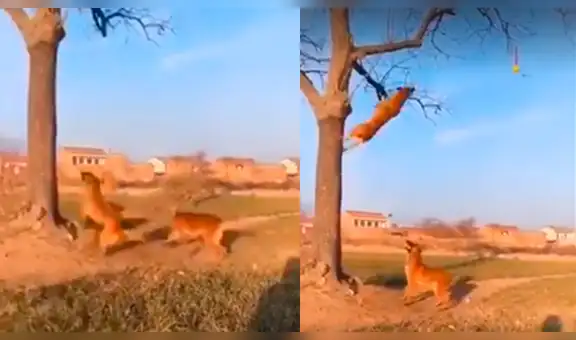 Pastor alemán realiza increíble salto para atrapar pelota atascada en un árbol [VIDEO]