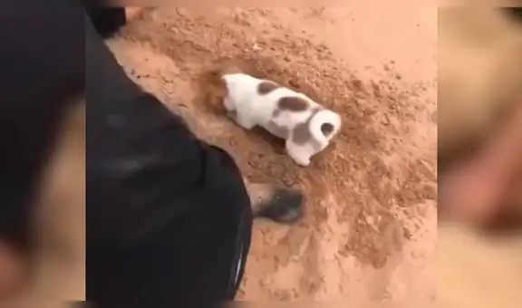 Cachorro conmueve a todos al ayudar a su dueño y sus amigos con inesperada acción [VIDEO]