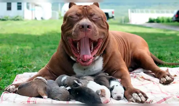 YouTube viral: perro pitbull recibe maltratos de un travieso mono y le responde de insólita forma [VIDEO]