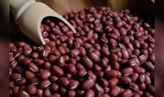 Establecen requisitos fitosanitarios para importar grano de frejol adzuki de Argentina