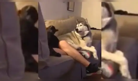Perro ve a su dueño acariciando a gato y demuestra sus “celos” con graciosa reacción [VIDEO]