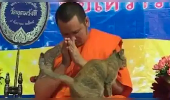 Gato pone a prueba paciencia de monje budista que termina perdiendo la concentración [VIDEO]