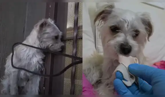Salvan a un perro callejero que fue maltratado, lo curan y ahora se ve completamente diferente [VIDEO]