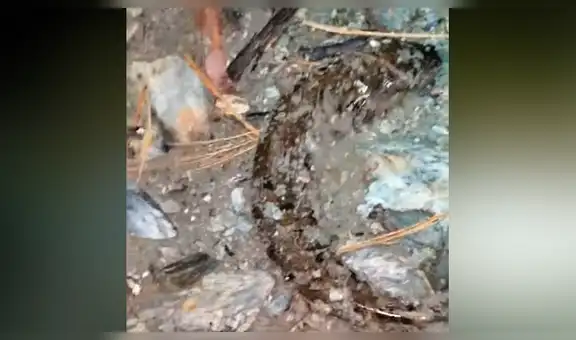 Joven retira anzuelo de extraño lago y captura misterioso pez que aterra con su apariencia [VIDEO]