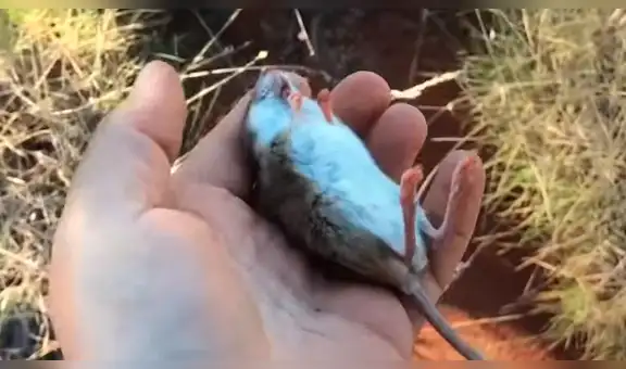 Hombre encuentra a ratón moribundo en un desierto y hace lo imposible para salvar su vida [VIDEO]