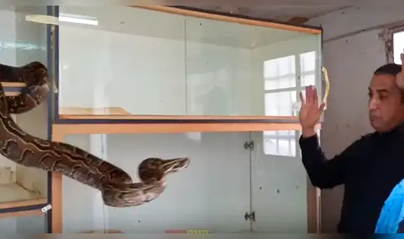 Voraz serpiente abre sus mandíbulas para atacar a hombre que estaba cerca [VIDEO]
