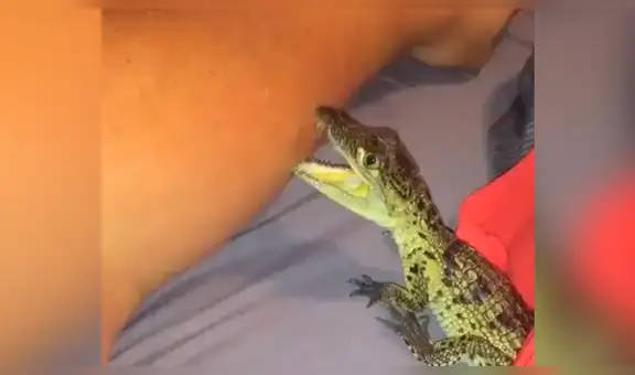 Pequeño cocodrilo muerde el brazo de un joven y ocurre lo inesperado [VIDEO]