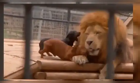 Furor por la reacción de un león ante dos valientes perritos 'salchicha’ [VIDEO]