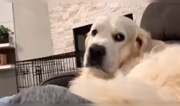 Juguetón perro tiene inesperada reacción cada vez que su dueña deja de acariciarlo [VIDEO] 