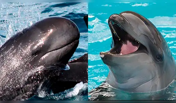 Ballena y delfín tienen cría y es la criatura marina más increíble del mundo  [VIDEO]