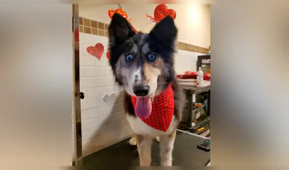 Jubilee, la husky siberiana que nadie quería adoptar por su extraña mirada, ya tiene nueva familia [VIDEO]