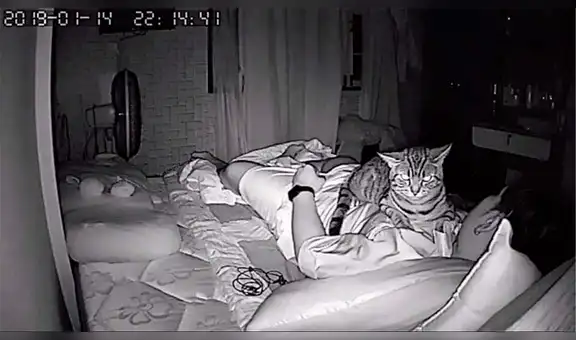Facebook viral: gato es captado por cámara de seguridad ‘intentando matar’ a su dueño mientras duerme [FOTOS]