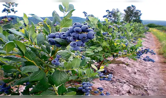 México y China firman acuerdo para iniciar con exportación de arándanos 