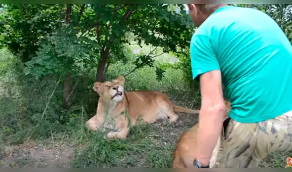 Mujer ingresa a recinto de leones para tomarse una foto y felino tiene inesperada reacción [VIDEO]