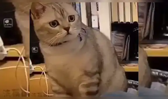 Gato ‘celoso’ ve a su dueña acariciando a otro felino y tiene graciosa reacción [VIDEO]