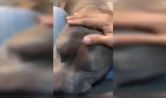 Perro tiene conmovedor gesto con su dueño para que lo perdone por haber roto su ventilador [VIDEO]