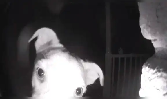 Perro toca timbre de su casa a las 2 AM, ya que se quedó afuera por travieso [VIDEO]
