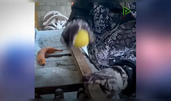 Joven ruso usa como martillo una fruta congelada a -53 °C y resultado de experimento asombra a todos [VIDEO]