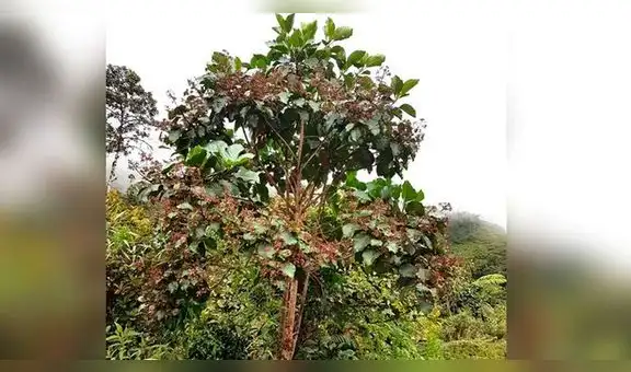El árbol de la quina y su poderosa sustancia para combatir enfermedades virales