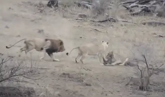 YouTube Viral: Insólita criatura ayuda a un jabalí a salvarse del ataque de dos leones hambrientos