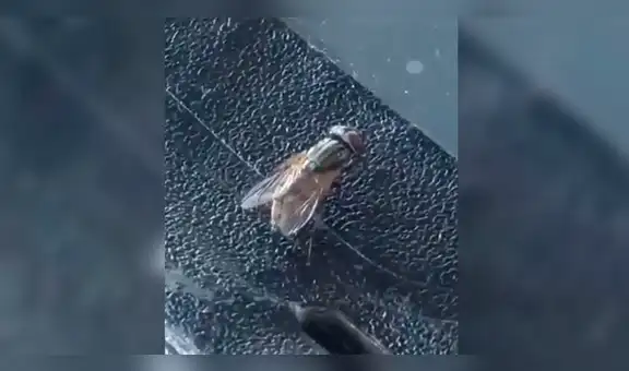Vía Facebook: mosca es graba orinando y la escena dejó a miles sin palabras [VIDEO]