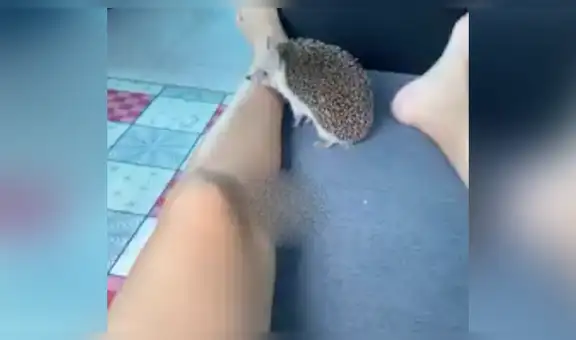 Joven presume a su erizo mascota y pequeño animal tiene furiosa reacción [VIDEO]