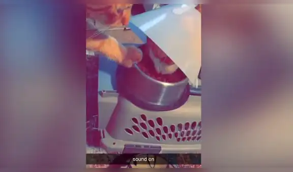 Gato tiene adorable gesto con su ‘amigo’ que tenía un ‘cono de la vergüenza’ [VIDEO]
