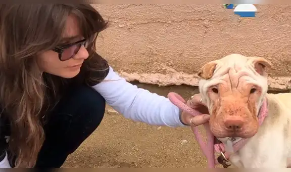 Rescatan a perrita en lamentables condiciones, la cuidan y tiene drástico cambio [VIDEO] 