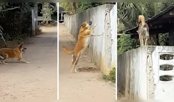 Perro escapa de su vivienda y es pillado tratando de saltar cerca para volver [VIDEO]