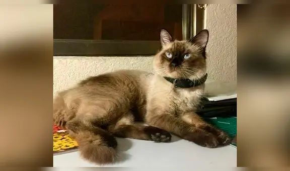 Gato vuelve a casa con una nota y su dueño se entera que tiene una ‘doble vida’ [FOTOS]