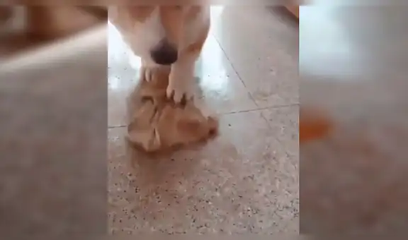 Facebook viral: perro limpia su orine con trapito, luego de que su dueño le regañara duramente [VIDEO]