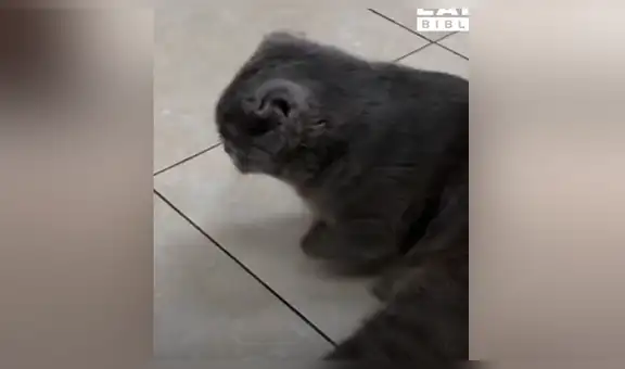 Gato pierde todas las patas en terrible accidente y vuelve a caminar gracias a prótesis [VIDEO] 