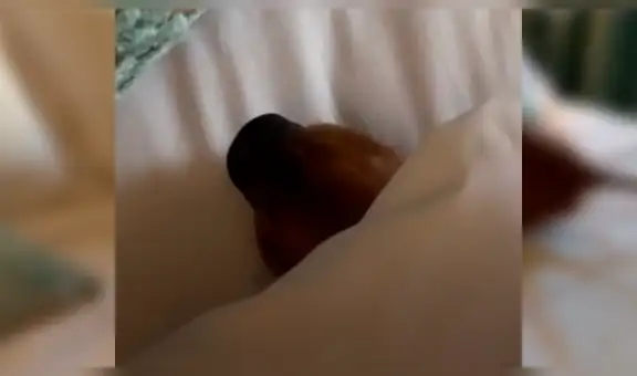 Coloca cámara de seguridad y descubre lo que hacía su perro en su cama durante su ausencia [VIDEO]