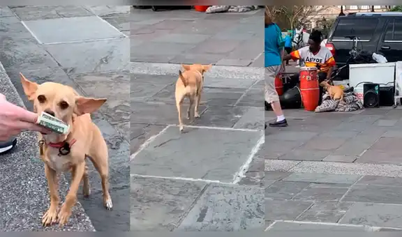 Músico callejero termina de tocar y perro recolecta dinero de todos los presentes [VIDEO]