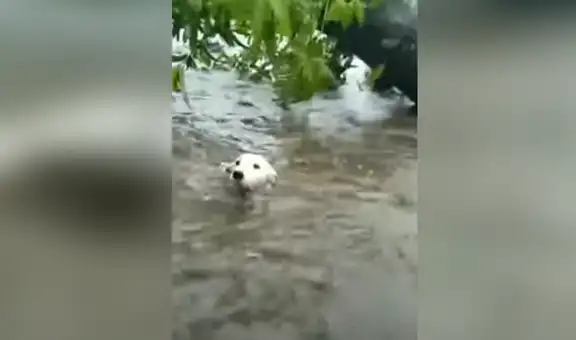 Perro cae a una devastadora inundación y joven le salva la vida