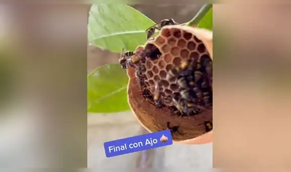 Joven registra durante 7 días cómo unas avispas crean su panal y el resultado sorprende [VIDEO]