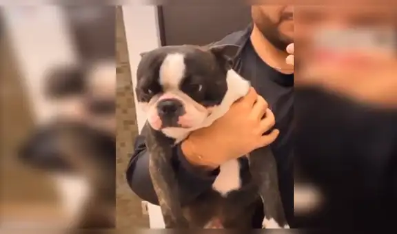 Joven demuestra la tierna reacción de su perro cuando le habla de manera cariñosa [VIDEO] 