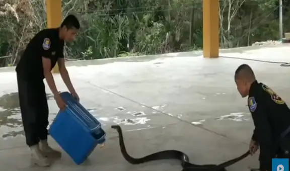 Se acercan a enorme serpiente negra y esta abre su mandíbulas para atacarlos [VIDEO]