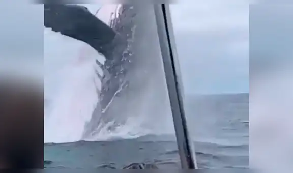 Enorme ballena sale del mar y salta cerca a la embarcación de los turistas [VIDEO]