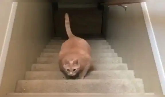 Facebook: gato con sobrepeso trató de subir las escaleras y ocurrió lo impensado