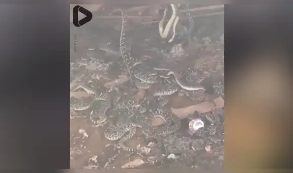 Chico oye ruidos extraños en su casa y cuando revisa queda aterrado al ver cientos de peligrosas criaturas [VIDEO]