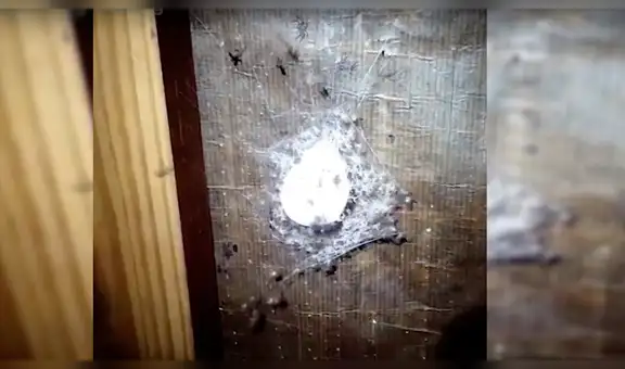Facebook Viral: Intenta quemar nido de arañas y aparece algo temible [VIDEO]