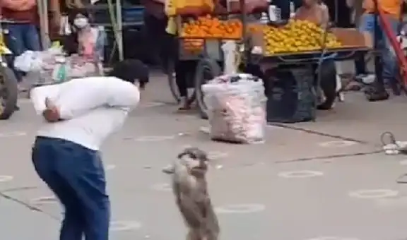 Perro baila huaylas con su dueño en plena cuarentena para ganar dinero y miles se emocionan [VIDEO]