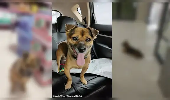 Perro sigue esperando el regreso de su dueño que falleció hace 3 meses por culpa del COVID-19 [FOTOS]