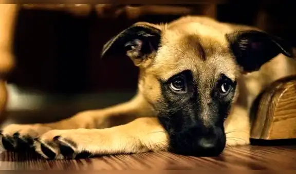El desolador desenlace de una perrita que viajaba sola en un bus conmueve a miles [VIDEO]