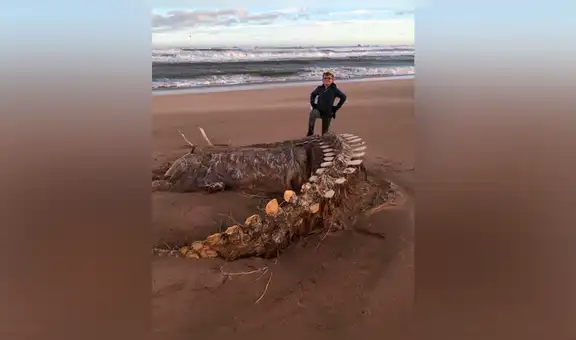 Misterioso esqueleto gigante es hallado en una playa y miles quedan desconcertados al no saber qué es [FOTOS]