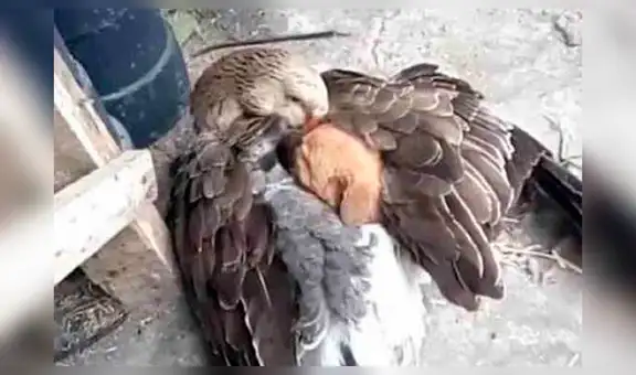 Facebook: pato abraza a cachorro recién nacido que había sido abandonado por su madre [FOTOS]