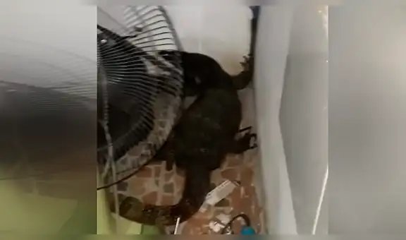 Gigantesca pitón regurgita a dragón de komodo y reptil sale ileso del letal ataque [VIDEO] 
